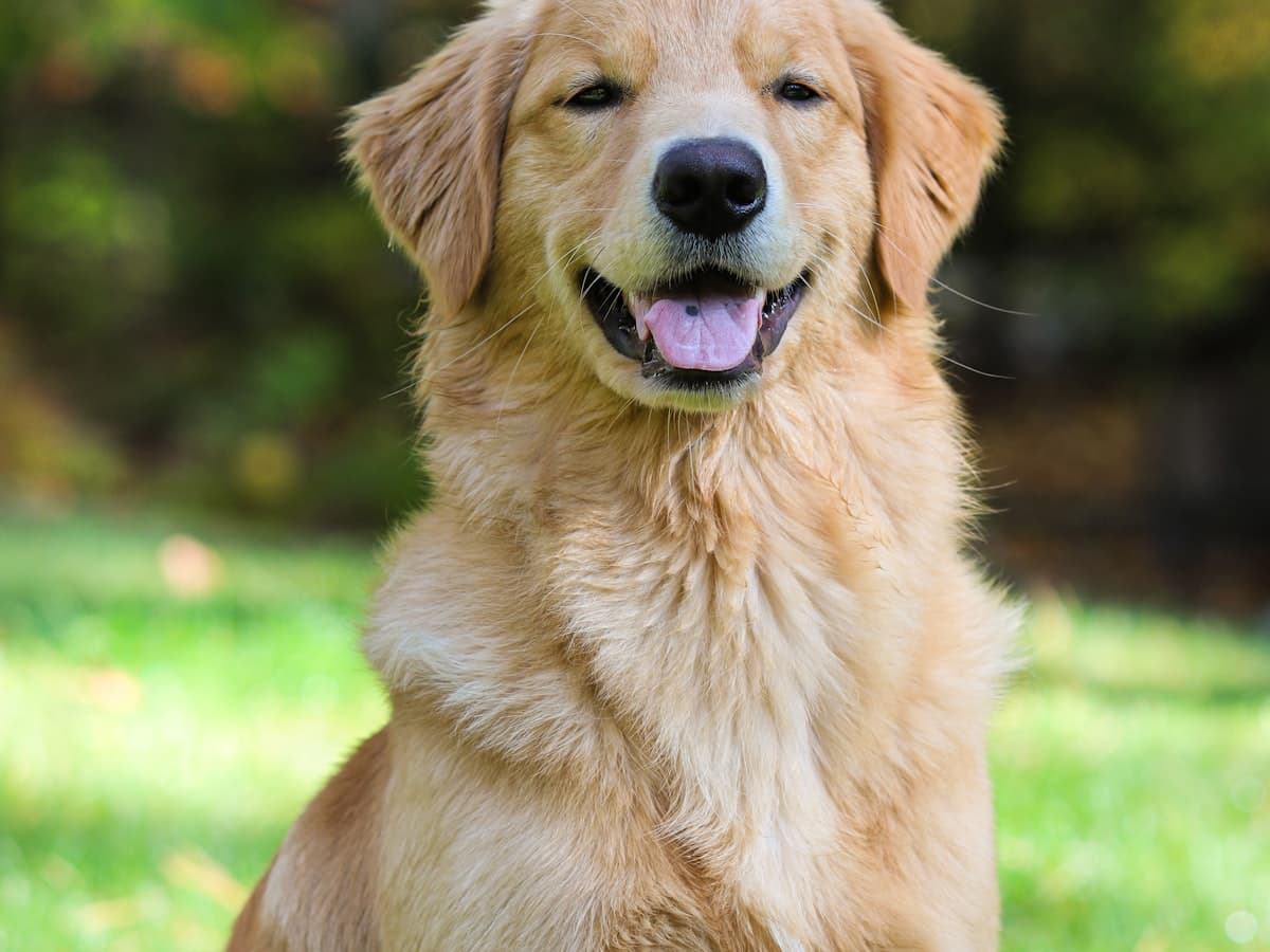 Golden Retriever