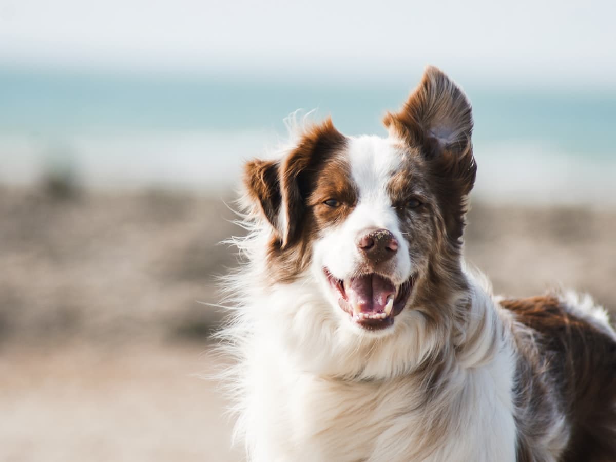 Australian Shepherd