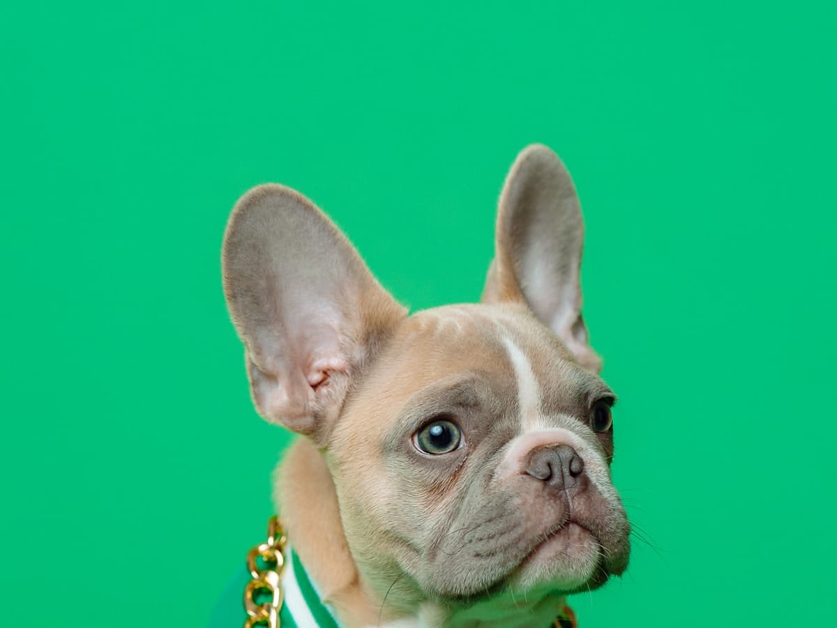 Franse Bulldog