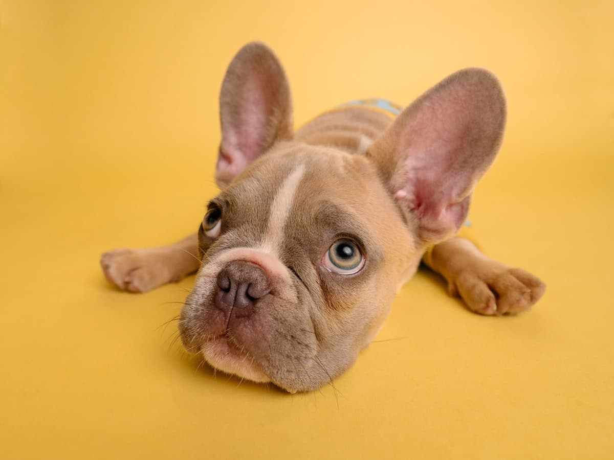 Franse Bulldog