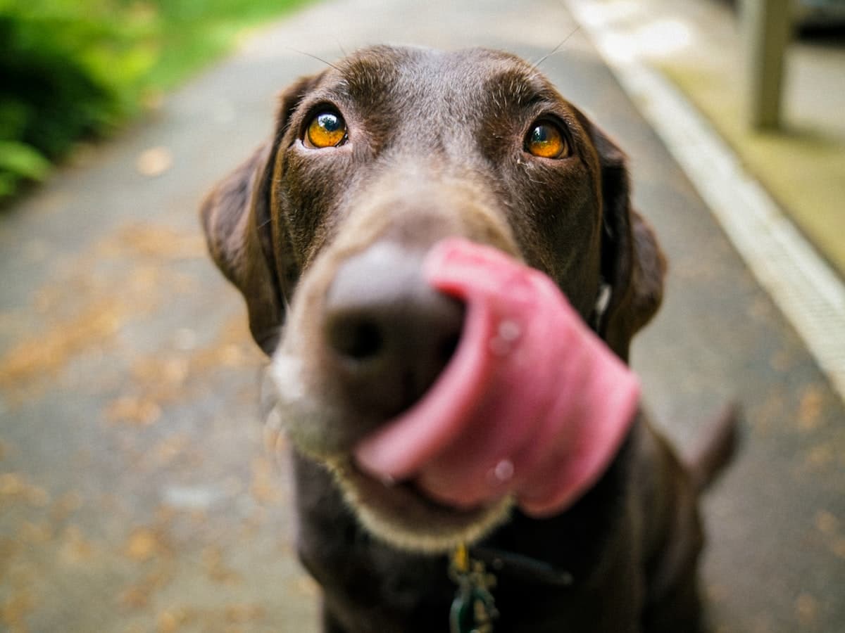 Labrador