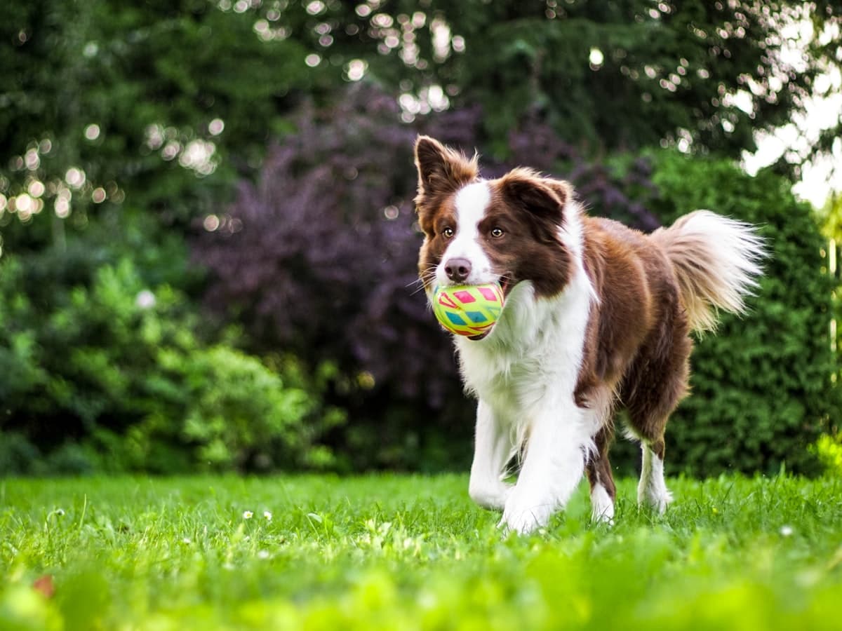 Border Collie