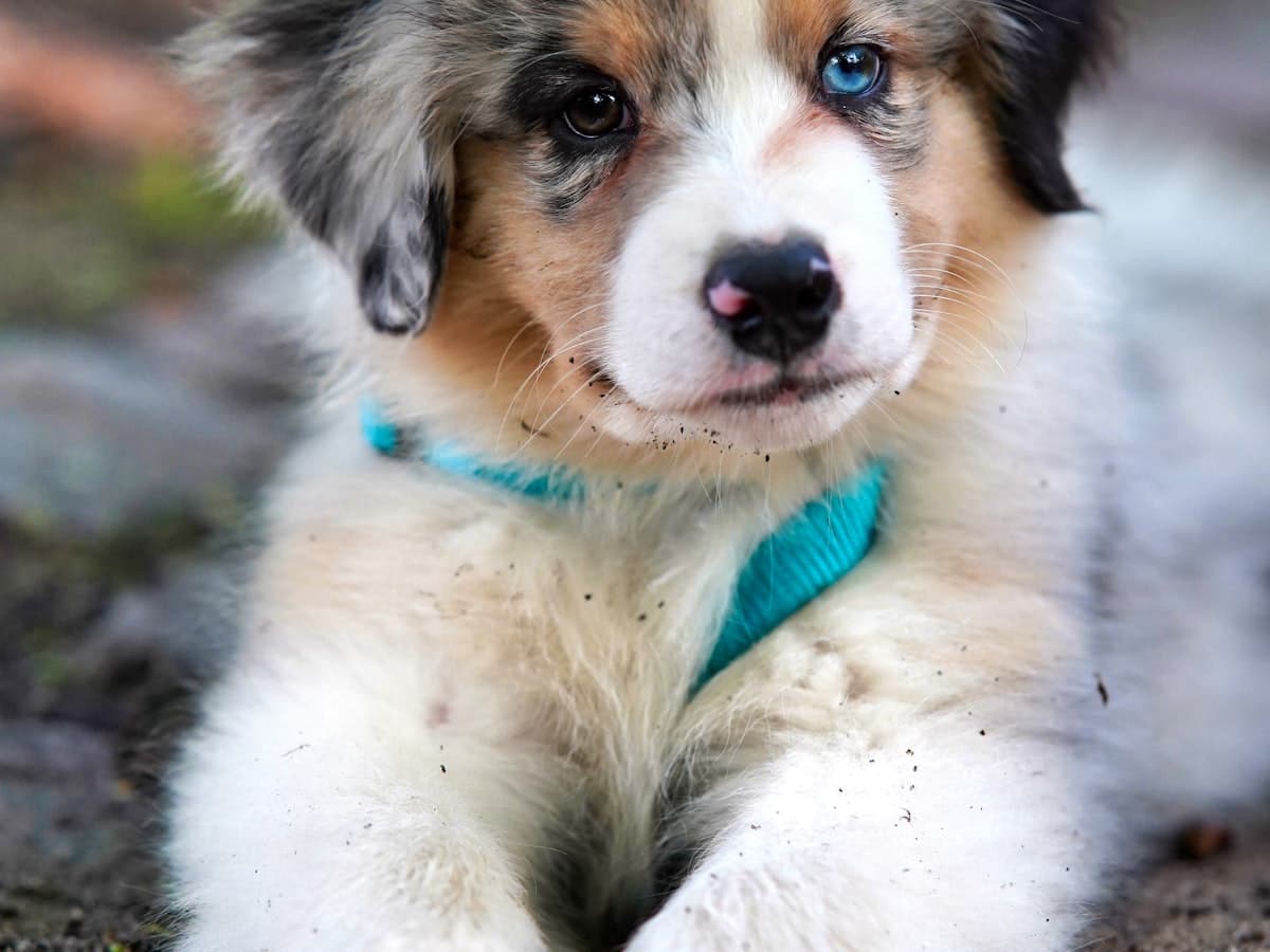 Australian Shepherd